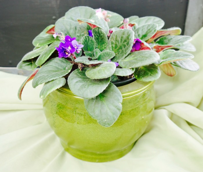 African Violet Plant Pots A Growers Guide