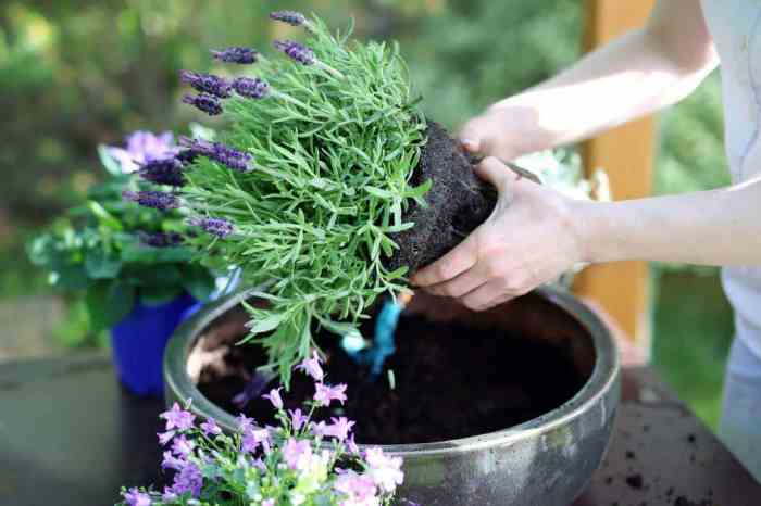 How to Plant Lavender in a Pot