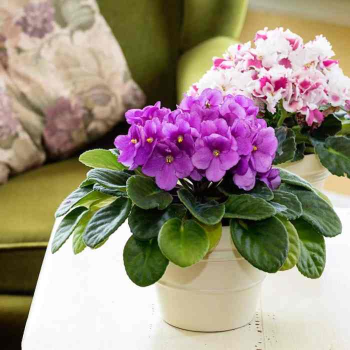 African violet plant pots