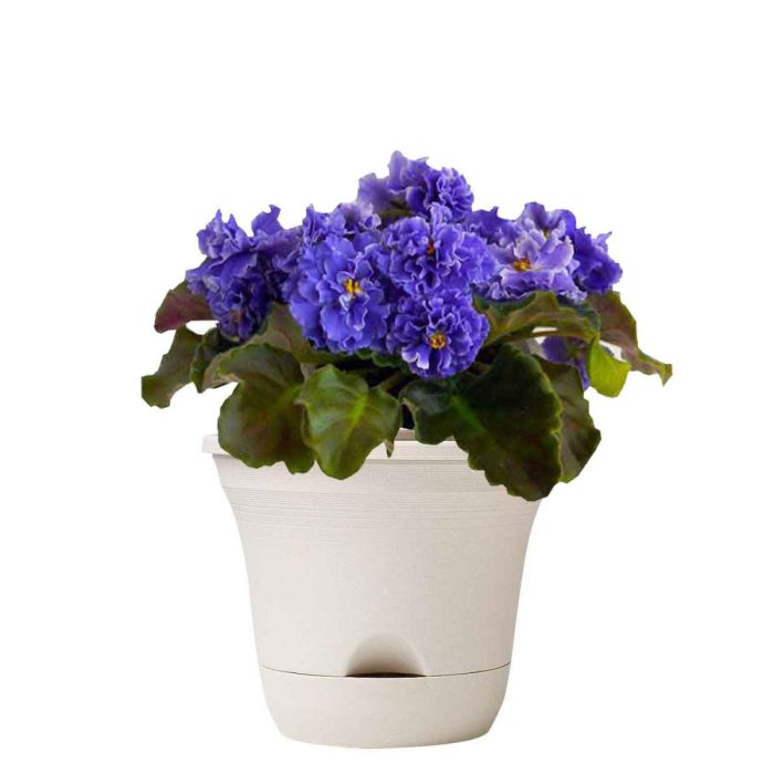 African violet plant pots