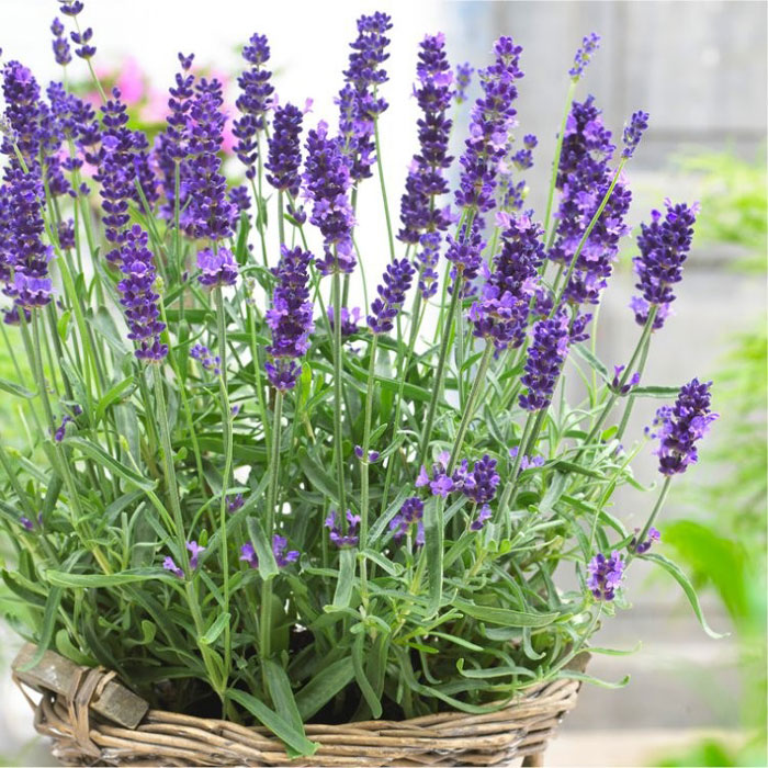 How to plant lavender in a pot